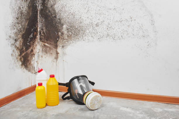 Best Post-Flood Mold Remediation in Roman Forest, TX