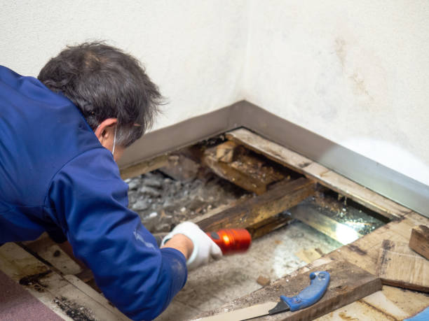 Reliable Roman Forest, TX Mold Remediation Solutions