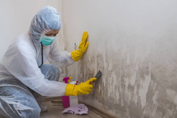 Best Post-Flood Mold Remediation in Roman Forest, TX