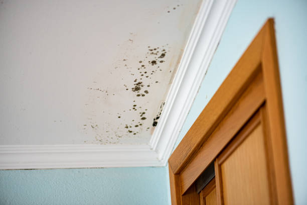 Best Bathroom Mold Remediation in Roman Forest, TX