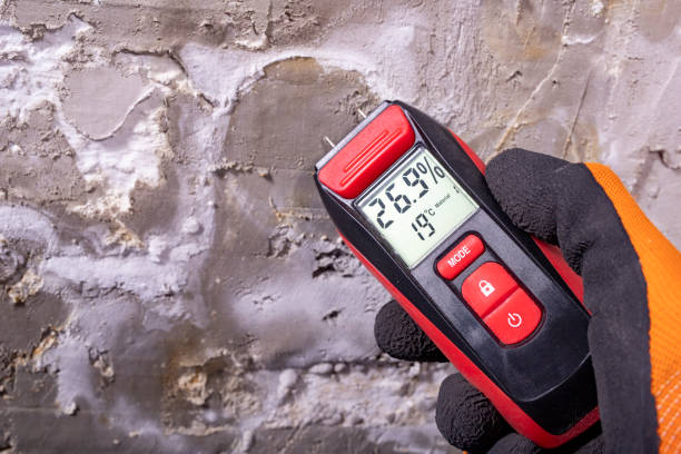 Best Black Mold Remediation in Roman Forest, TX