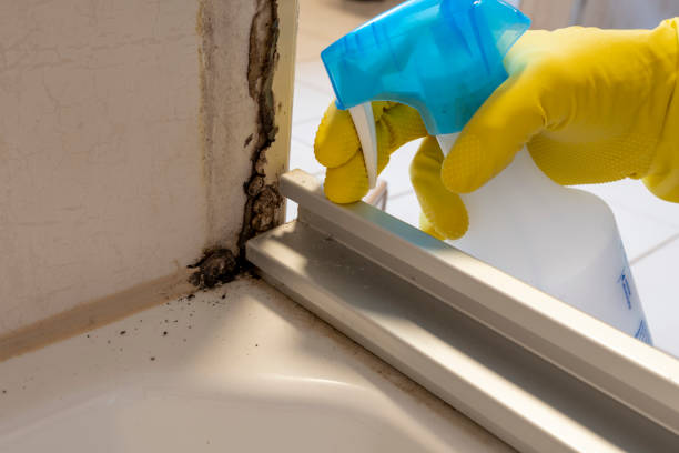 Best Insurance-Related Mold Remediation in Roman Forest, TX