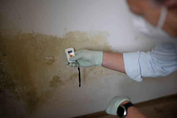 Best Preventive Mold Services in Roman Forest, TX