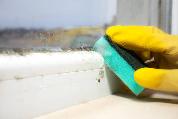 Best Residential Mold Remediation in Roman Forest, TX