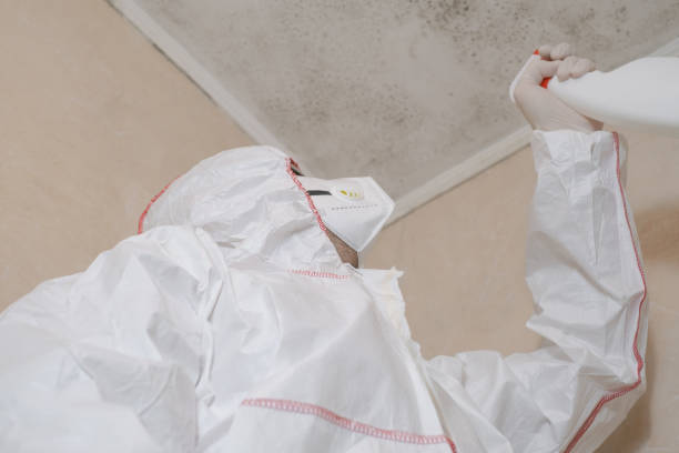 Best Mold Remediation for Specific Building Types in Roman Forest, TX