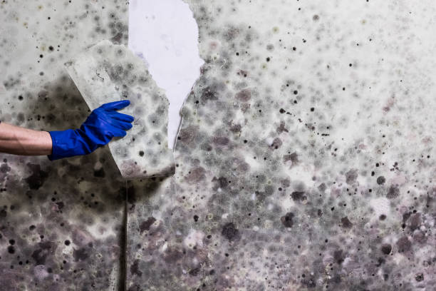Best HVAC Mold Remediation in Roman Forest, TX